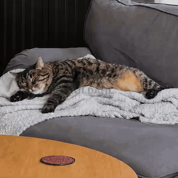 Katten gemmer sig, når det ringer på døren, hvæser ad den nye kat eller vandrer rundt om natten.